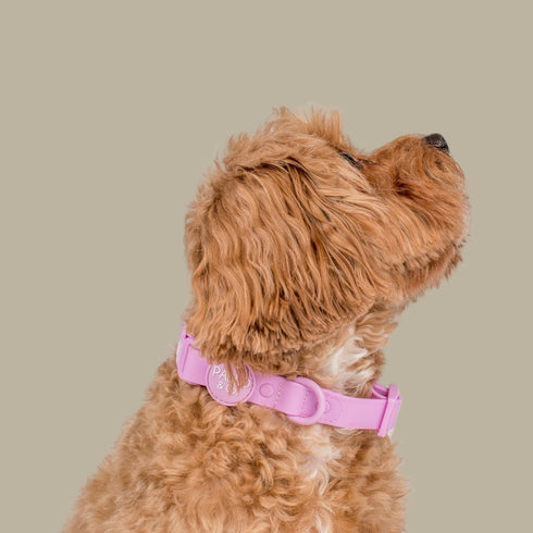 Pablo & Co. LAVENDER Waterproof Collar